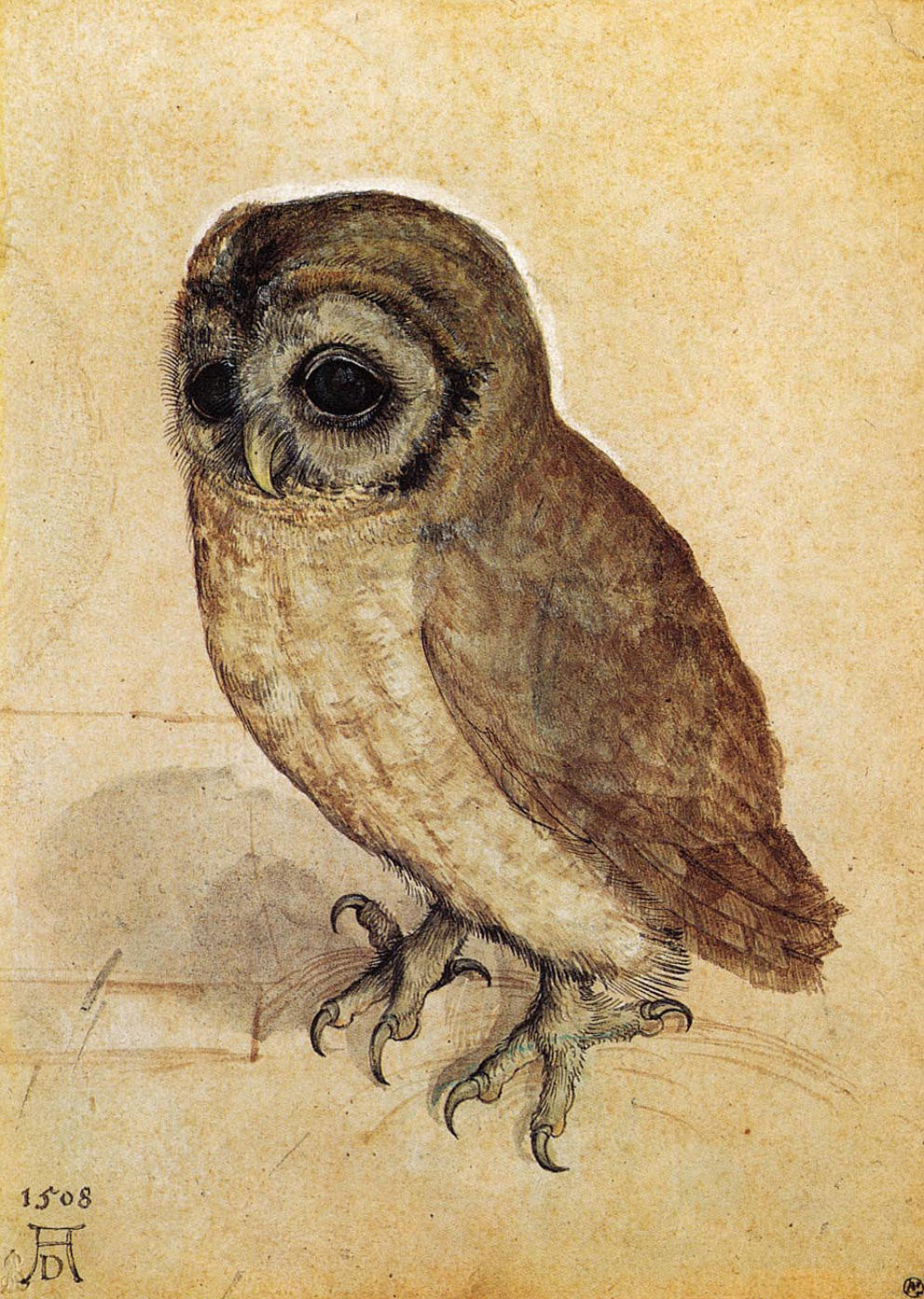 Albrecht Dürer - The Little Owl