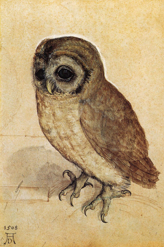 Albrecht Dürer - The Little Owl